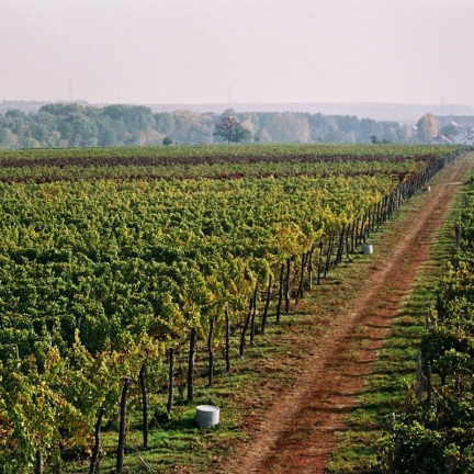 Foto vinoce vinařství Ampelos - Firemní víno.cz